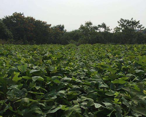 马褂木的种植难题（探究马褂木生长的困难及解决方法）