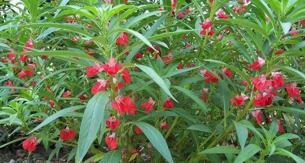 凤仙花季，绽放夏日（探秘凤仙花开放的时节、品种及特点）