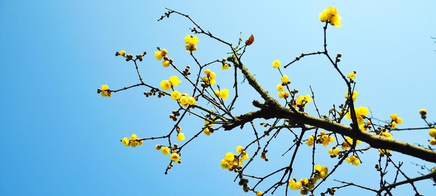 腊梅与梅花的区别（了解腊梅和梅花，遇见冬季的花海）