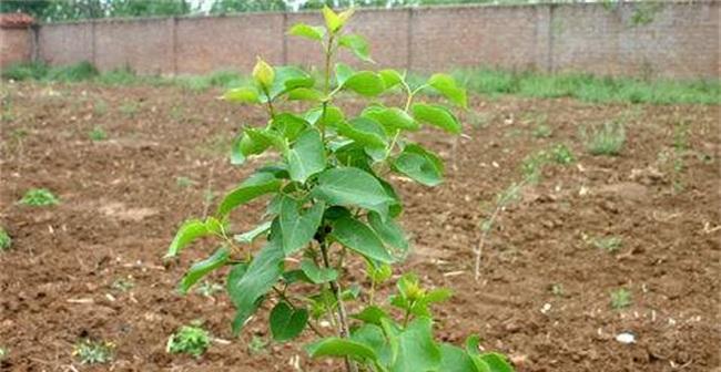 丁香花的种植与护理（时间、方法、技巧及注意事项）