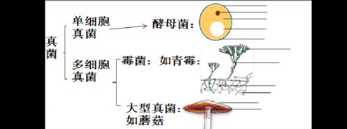 营养繁殖方法（探秘如何利用营养繁殖方法提高农作物产量与品质）