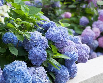 夏日花海（鲜花盛开，夏日芳香四溢）