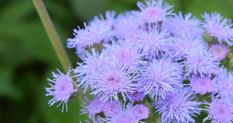 夏日花海（鲜花盛开，夏日芳香四溢）