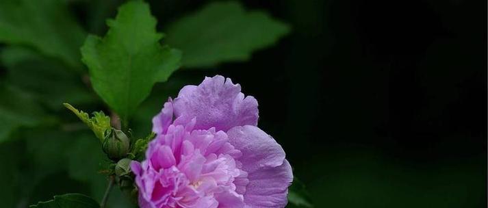 香水草的花语和文化传说（香水草的神秘符号与传奇）