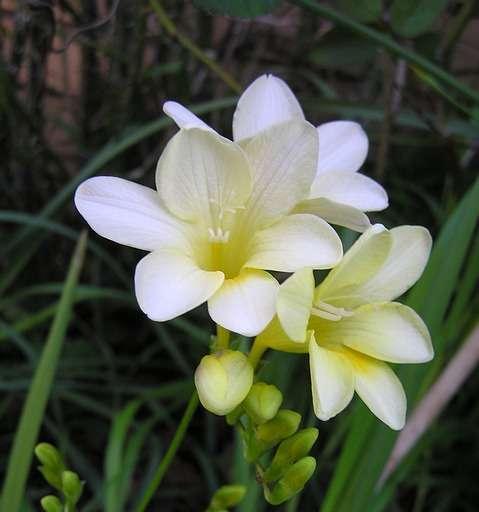 香雪兰（神秘的花朵，寓意与传承）