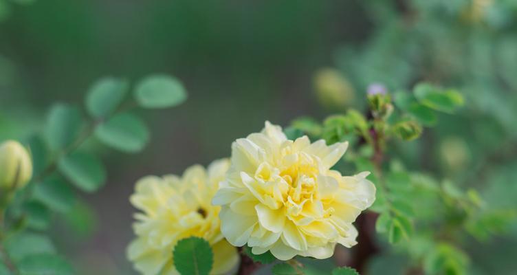 橡树的花语和文化含义（探索橡树花朵所传达的深意）