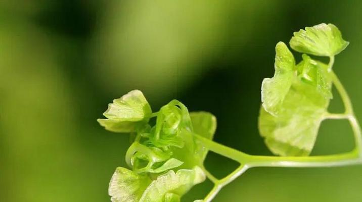 以象征独立自信的植物（自信焕发，植物引领）