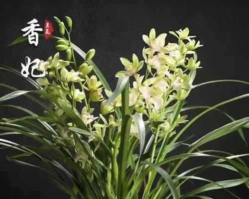 象征君子的植物——探寻品格之花（以荷花为主题的君子风范）