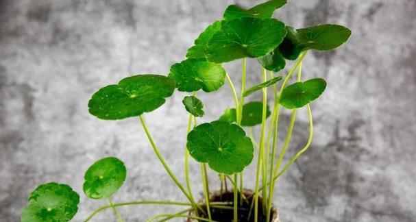 植物的生命力（探索大自然中那些具有生命力的植物）