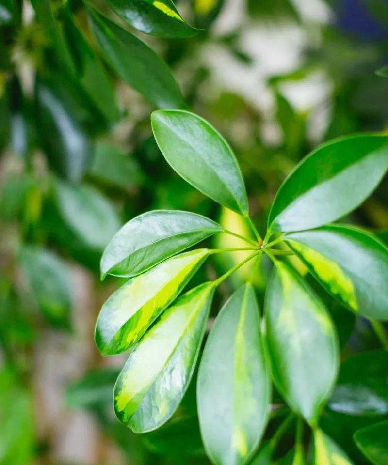 植物世界中的无私奉献者（以象征无私奉献的植物群体为主题的探索）