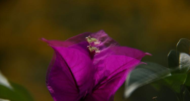 自由之花（植物的自由形态和含义，展现生命之美）