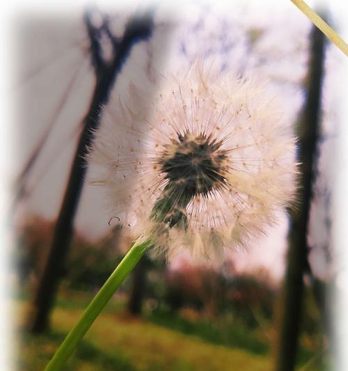 自由之花（植物的自由形态和含义，展现生命之美）