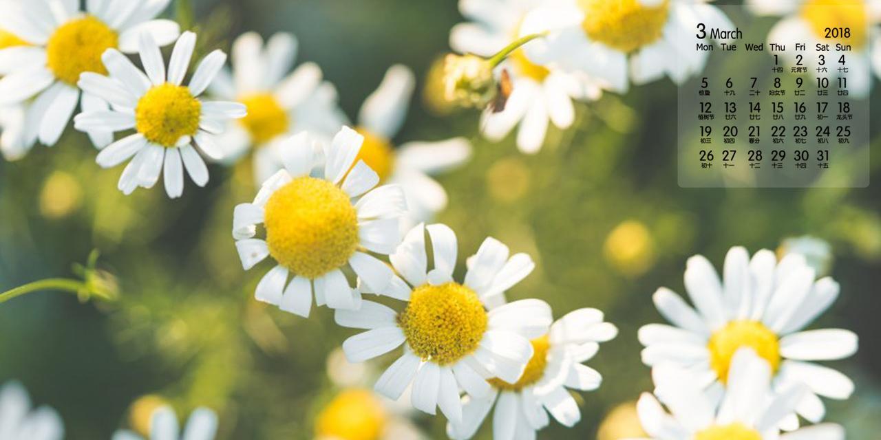 小雏菊花语与代表意义（小雏菊的花语及象征意义揭秘，一朵花带给我们的温暖和希望）