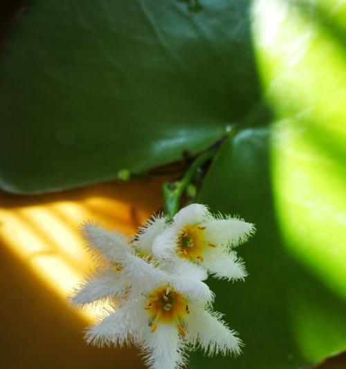 一叶莲（莲花的崛起与美丽，寄托着追求和希望的力量）