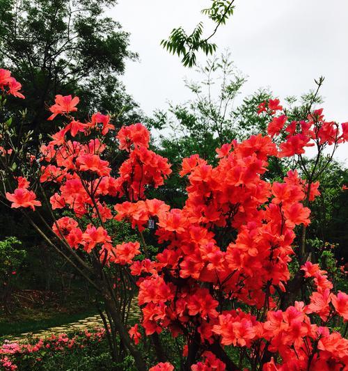 映山红花语与寓意（盛开在山间的希望与热爱）