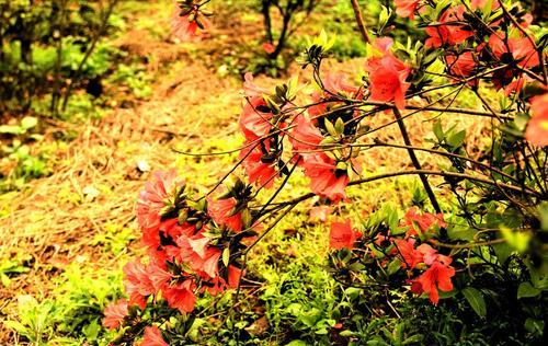 映山红花的意义与寓意（探寻映山红花的花语与象征）