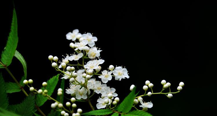 珍珠梅的花语与意义（探索珍珠梅花的象征意义与传承）