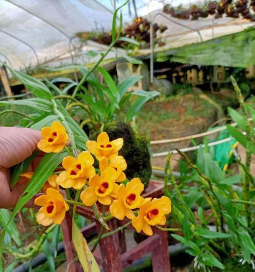 以肿节石斛的花语和含义（开启希望与美好，传递生命力的花卉）