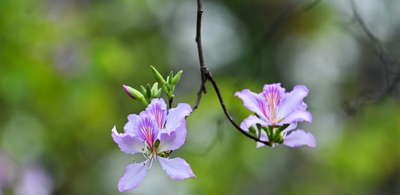 紫荆花的花语与传说（探寻紫荆的美丽寓意，传递祝福与希望）