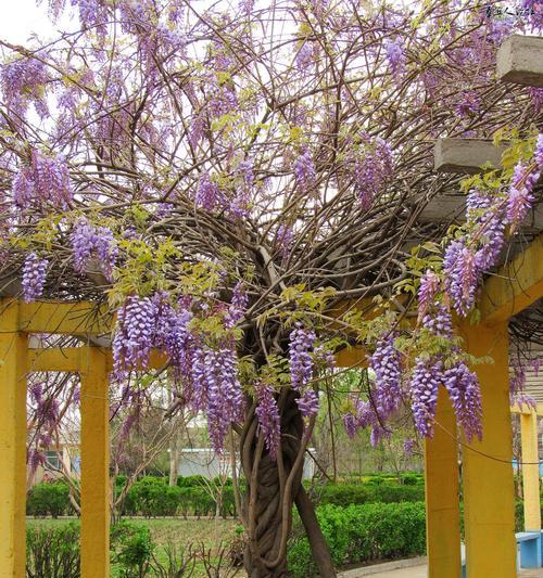 紫藤花的象征意义（探寻紫藤花背后的文化内涵）