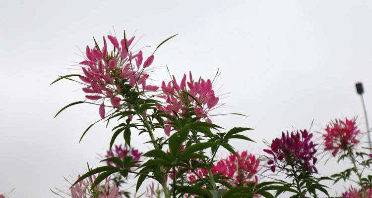 醉蝶花的药用价值及其花语寓意（探索醉蝶花的神奇功效与美妙象征）