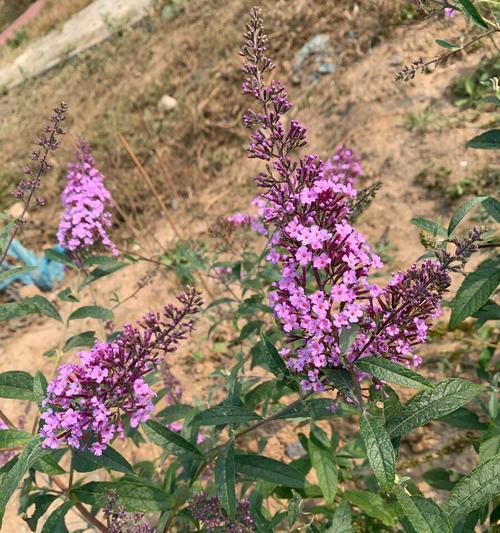 醉鱼草花语（探秘醉鱼草的花语，传递爱与希望）