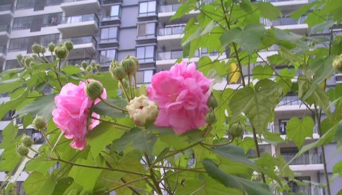 白芙蓉花的象征意义与美丽之魅力（揭秘白芙蓉花的文化内涵与花卉魅力）