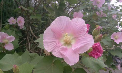 芙蓉花的花语和意义（探寻芙蓉花在文化中的象征和美好寓意）