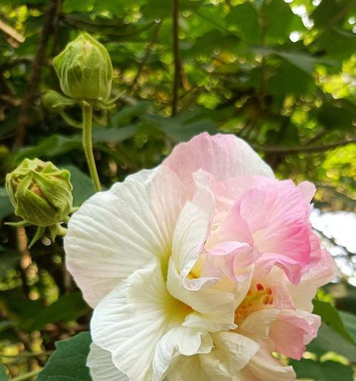 芙蓉花的花语和意义（探寻芙蓉花在文化中的象征和美好寓意）