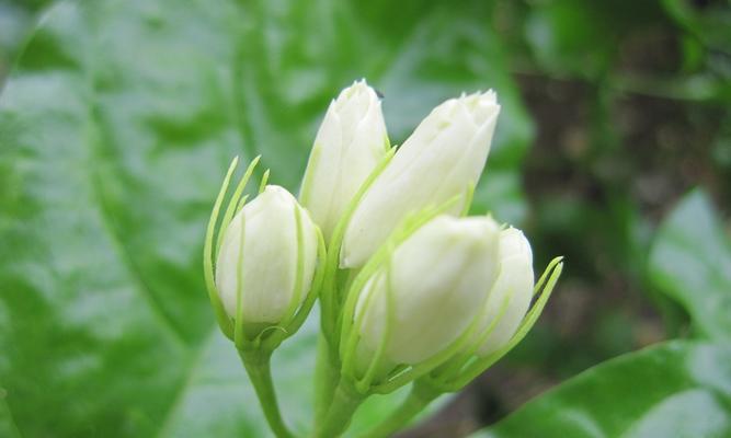 茉莉花的花语及赠送方式（茉莉花的深层含义与适宜的赠送场合）