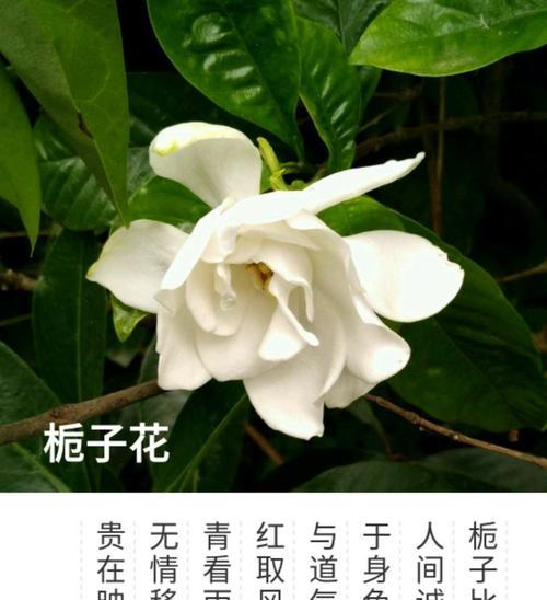 栀子花的花语与意义（了解栀子花的寓意，感悟花开之美）