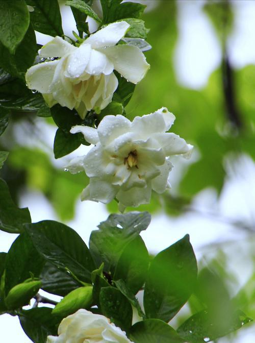 栀子花的象征意义及文化内涵（探寻栀子花的美丽与深邃）