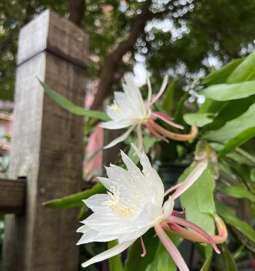 昙花之谜（探寻昙花与生肖的深刻关联）