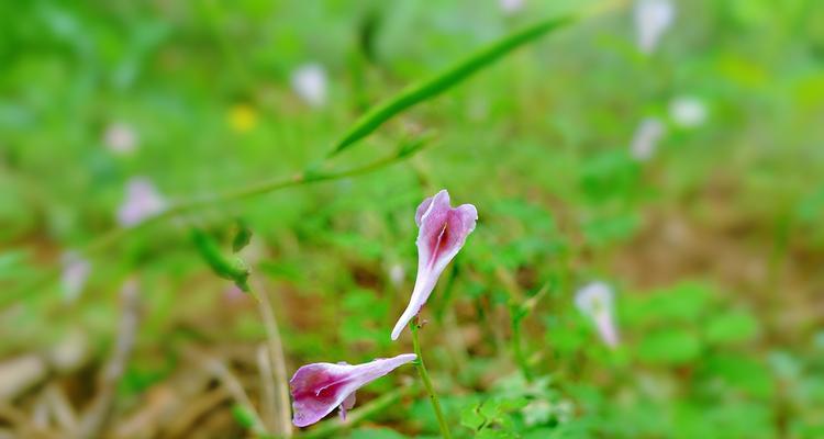 紫堇的花语与传说（探寻紫堇花的秘密与神奇）