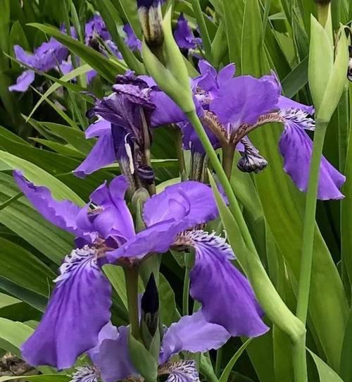 鸢尾花种植指南（如何在家中培育鲜艳美丽的鸢尾花）