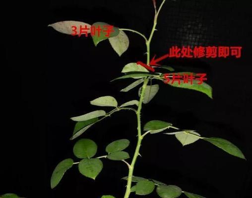 月季花开败后的修剪技巧（打造健康茂盛的月季花园，这些技巧你必须掌握）