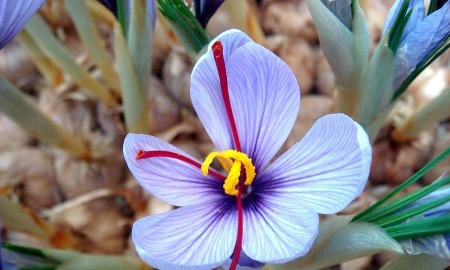 番红花种球发芽期长短的探究（了解番红花种球的发芽时间，让你更好地栽培这一美丽植物）