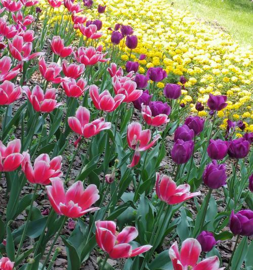 紫色郁金香花语——揭示花海中的神秘力量（探寻紫色郁金香的花语，品味花朵的秘密）