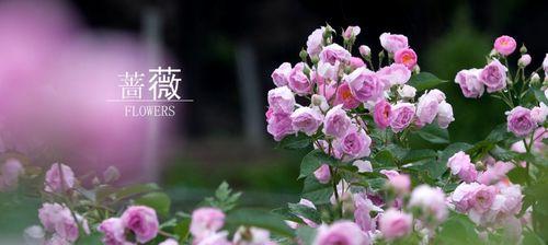 蔷薇花的开放时间（春季花期饱满、夏季绽放醉人）