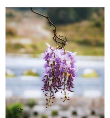 紫藤花的花语与寓意（探寻紫藤花的美丽与内涵）