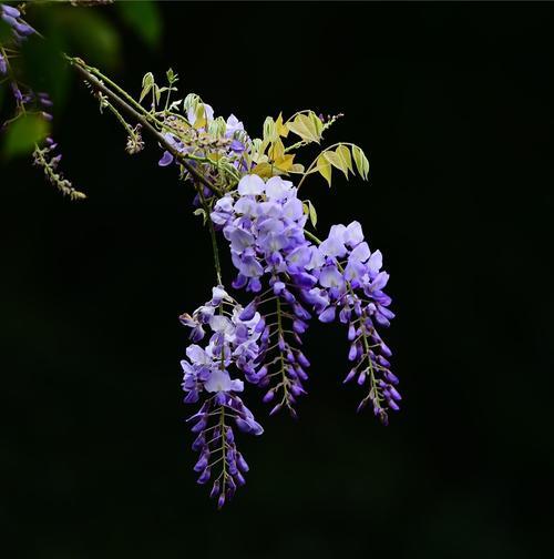 紫藤萝的花语与寓意（解读紫藤萝的花语及其象征意义）