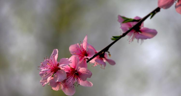 如何正确保存桃红花？（学习正确方法，让桃红花更加持久）