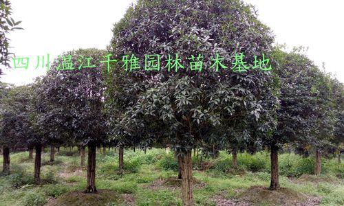 如何栽培与管理桂花树（从选址到修剪，助力您打造芬芳桂花园）