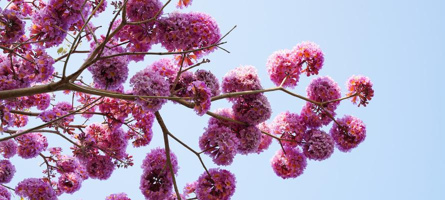 冬季盛开的花，一场不一样的花海秀（探寻冬季花海，芳菲盛世在眼前）