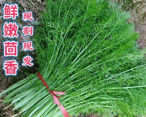 茴香幼苗的种植技巧（从选种到管理，一步步教你种出优质茴香苗）