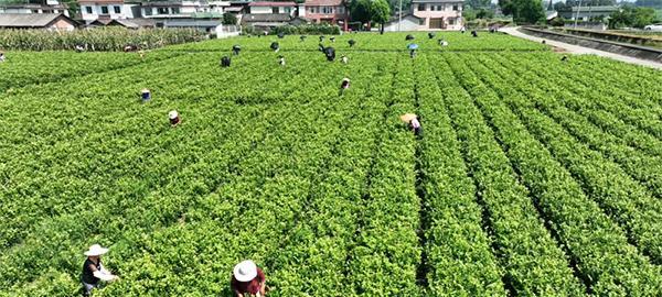 如何成功种植茉莉花（从挑选品种到养护全攻略，让你轻松拥有优美茉莉花）