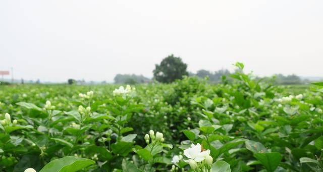 如何成功种植茉莉花（从挑选品种到养护全攻略，让你轻松拥有优美茉莉花）