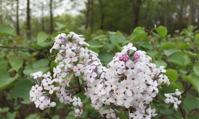 丁香花的花语与传说（传承百年的浪漫与神秘）