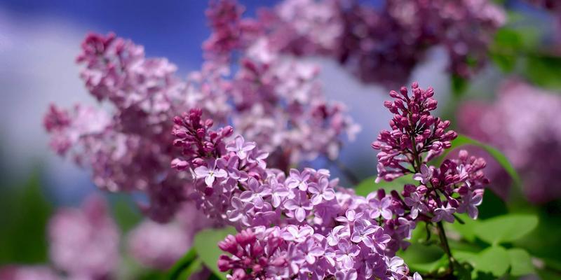 丁香花的花语与传说（传承百年的浪漫与神秘）