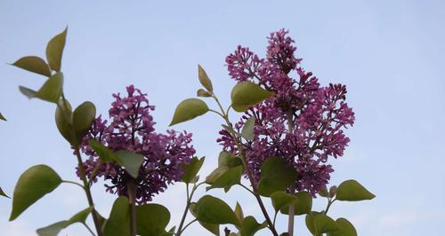 丁香花的花语及其意义（丁香花的花语与人生哲理）